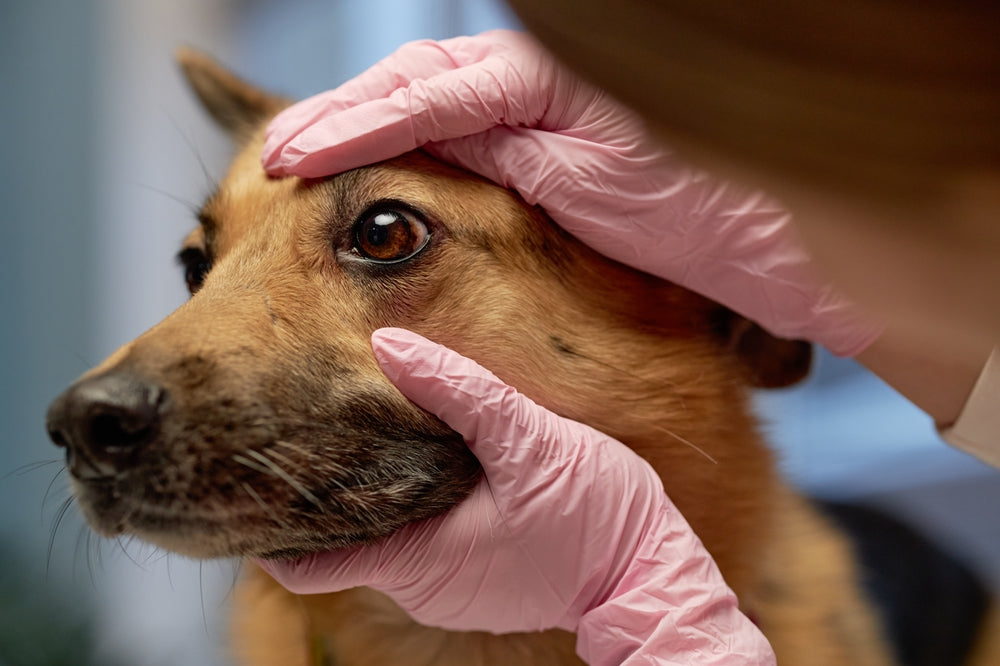Distichiasis in Dogs: When Extra Eyelashes Need Treatment