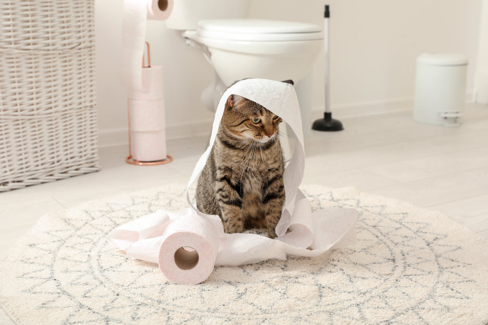 Do Cats Get Embarrassed? Your Vet Explains Feline Emotions in 2025 🐾