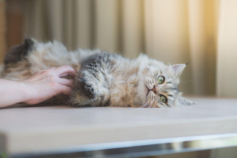 Do Cats Have Belly Buttons? What Is Normal and When to Call a Vet