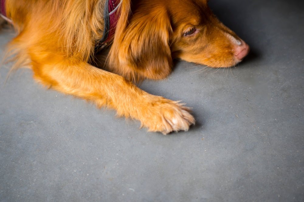 Do Dogs & Cats Grieve? Vet‑Approved 2025 Guide to Pet Loss & Companion Mourning 💔🐾