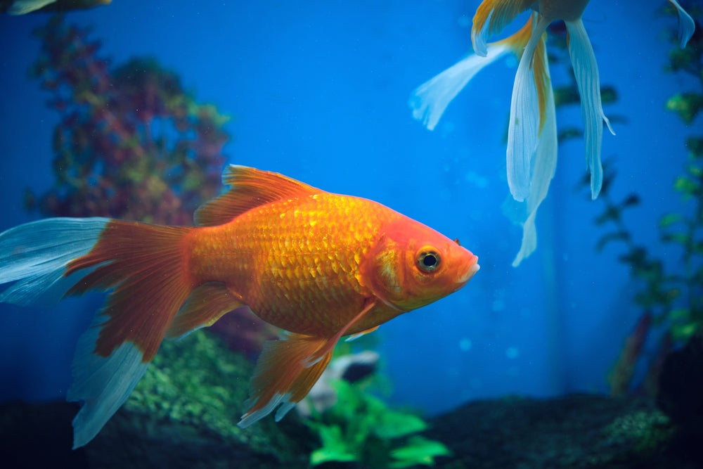 Do Goldfish Sleep? Vet Insights 2025 🐠🛌