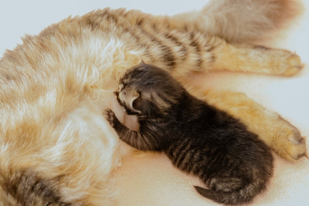 Do Kittens Need Milk? What to Feed at Each Stage