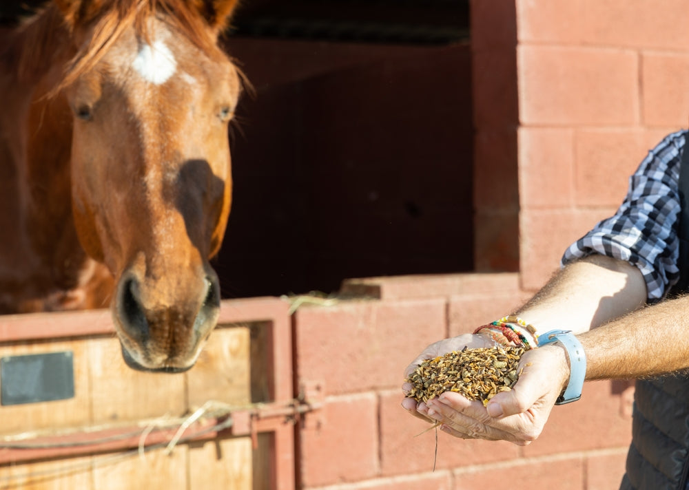 Do Supplements Help Horse Stomach Ulcers?
