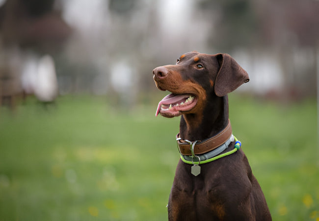 Doberman Pinscher Care: Training, Heart Screening and Health