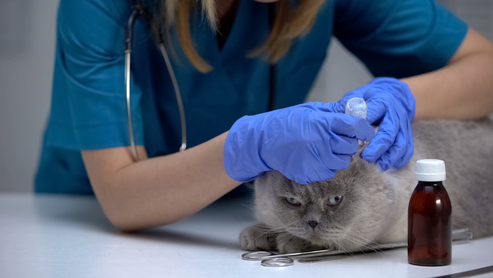 Does My Cat Have Ticks? 2025 Vet Tick‑Check Guide for Cats 🐱🛡️