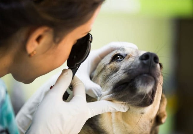 Dog Cataract Surgery: Candidacy, Recovery and Risks