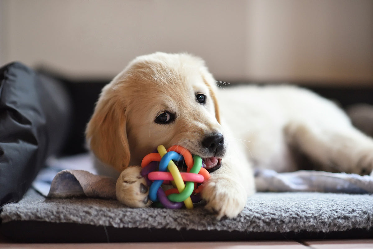 How to Choose Dog Chew Toys: Materials, Strength and Safety
