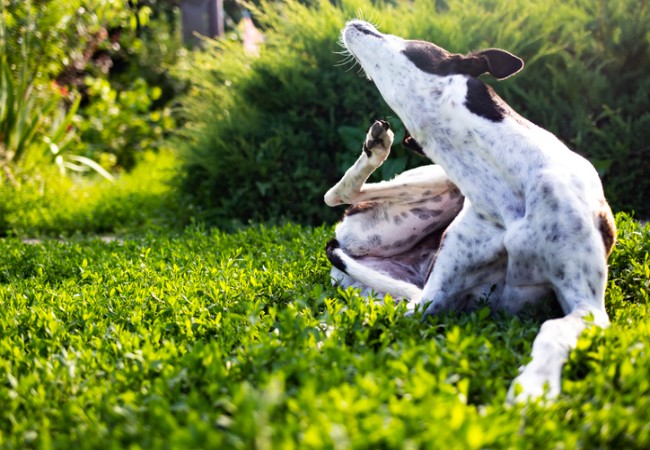 Dog Hives in 2025: Vet-Backed Guide 🐾🩺