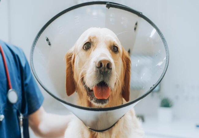 Dog Neutering: Timing, Benefits, Risks and Recovery