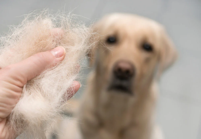Dog Shedding: What Is Normal and When to See a Vet