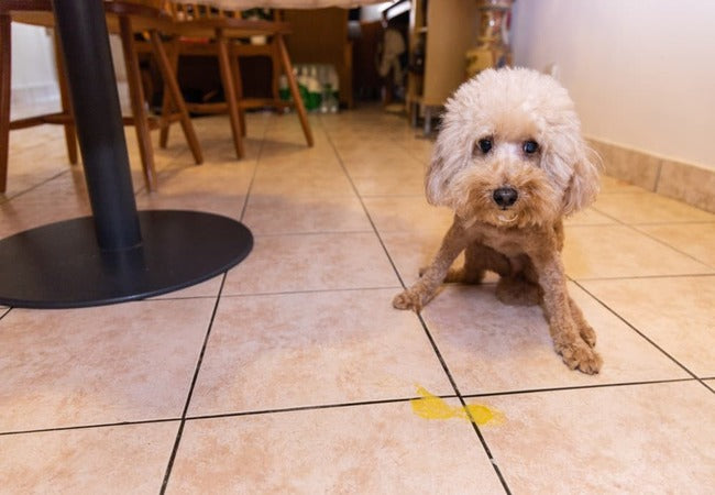 Dog Throwing Up Yellow Bile? A Vet’s 2025 Guide to Causes, Treatment & Prevention 🐶💛