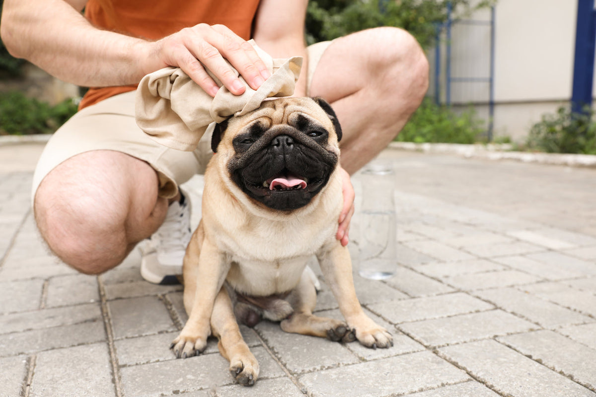 Dog Panting in Hot Weather: Heatstroke Signs and What to Do