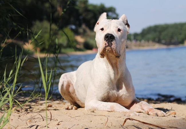 Dogo Argentino Care: Training, Hearing and Health