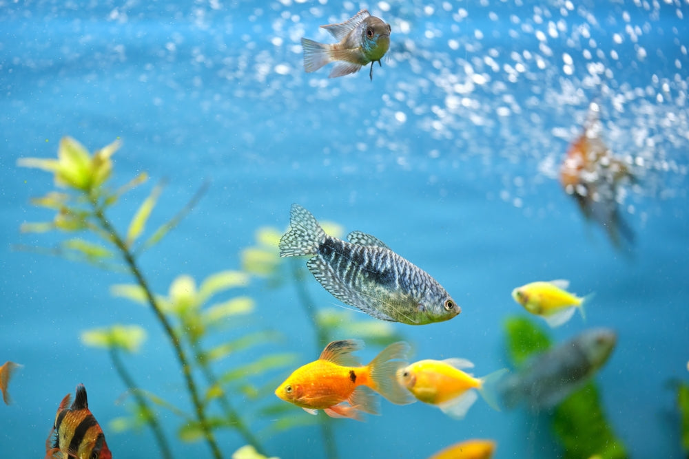 Dropsy in Fish: Vet Insights 2025