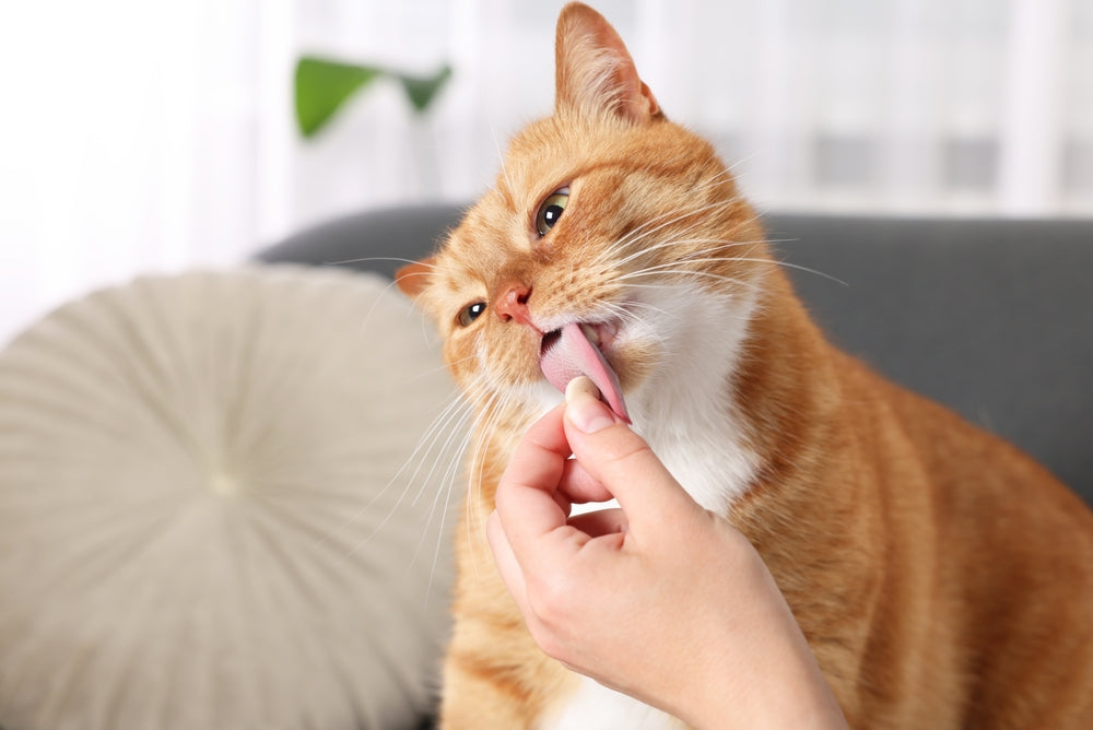 Drug-Induced Nephrotoxicity in Cats: Vet Guide 2025 🐱🩺