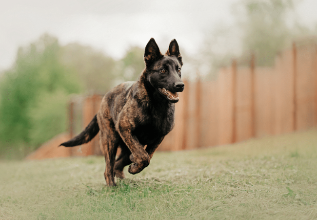 Dutch Shepherd Care: Exercise, Training and Choosing the Right Home