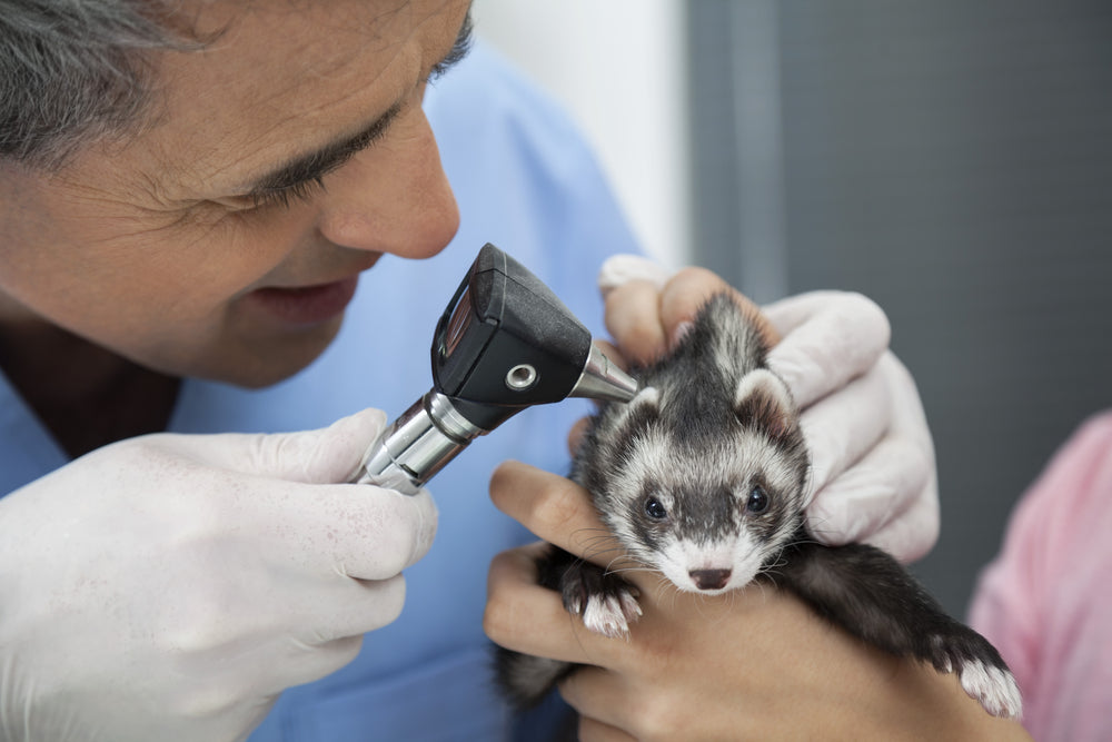 Ear Infections in Ferrets: Mites, Pain and Balance Problems