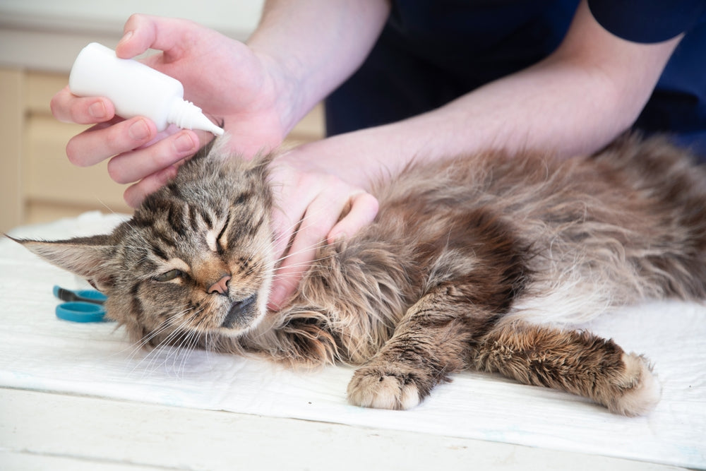 Ear Mites in Dogs and Cats – Vet Treatment and Prevention Guide for 2025 🐱🐶🦠