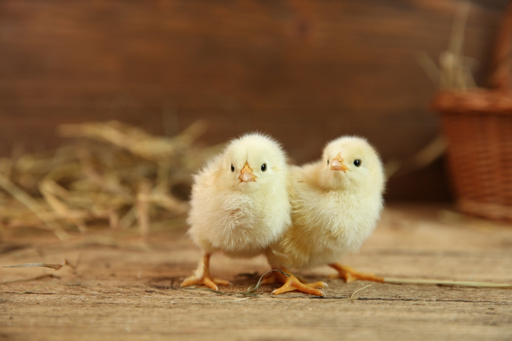 Easter Bunnies & Chicks: Vet Guide 2025 🐇🐣