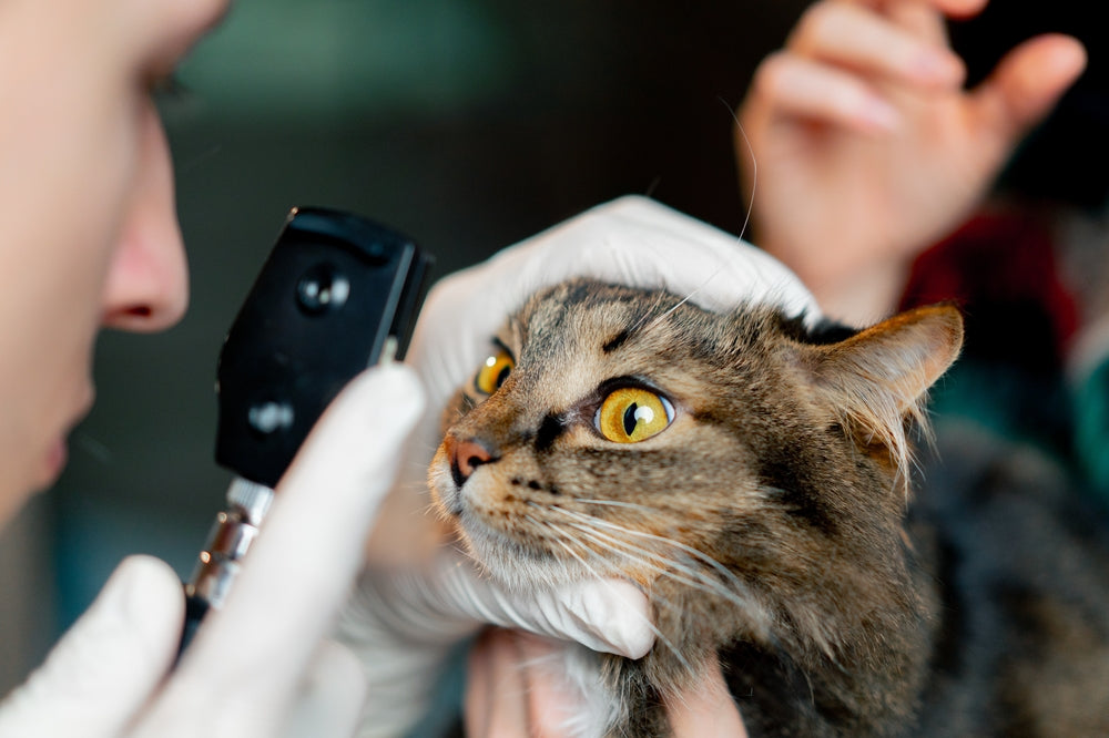 Ectropion in Cats: Vet Guide 2025 🐾🩺