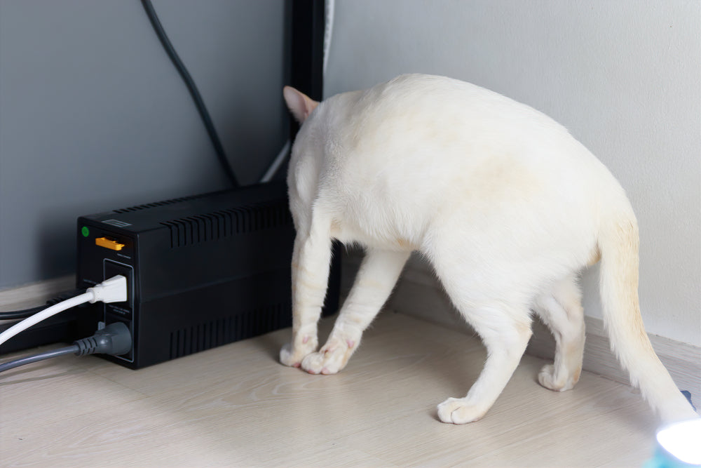 Electric Shock in Cats: What to Do and When to Get Emergency Help