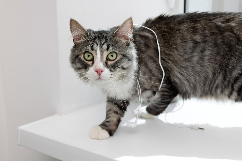 Electrocution in Cats – Vet Guide 2025 ⚡🐱