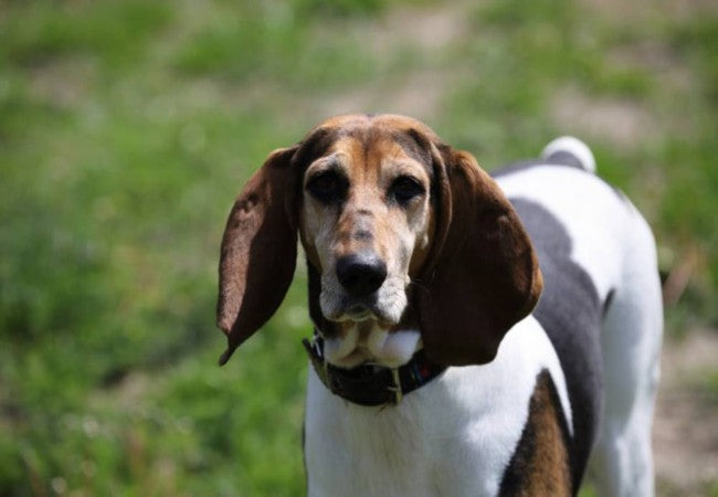 English Foxhound Care: Activity, Companionship and Health