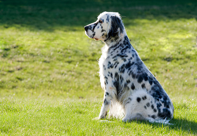 English Setter Care: Exercise, Training and Health Checks