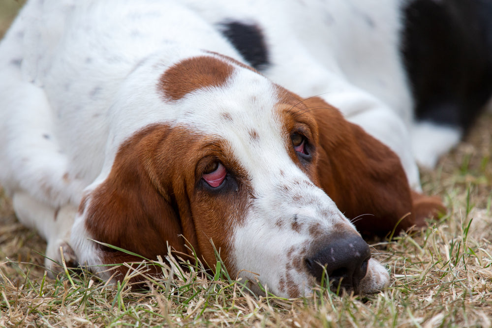 Entropion in Dogs: Inward-Rolling Eyelids and Treatment