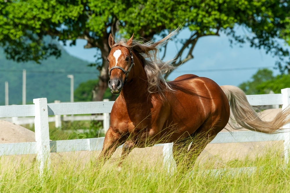 Anhidrosis in Horses: When Your Horse Stops Sweating