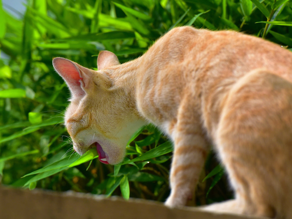 Esophageal Stricture in Cats: Vet Guide 2025 🐾🩺