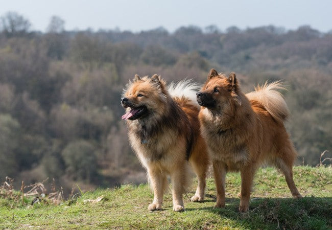Eurasier Care: Temperament, Coat and Health Screening