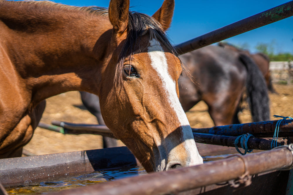 Excessive Water Consumption in Horses
