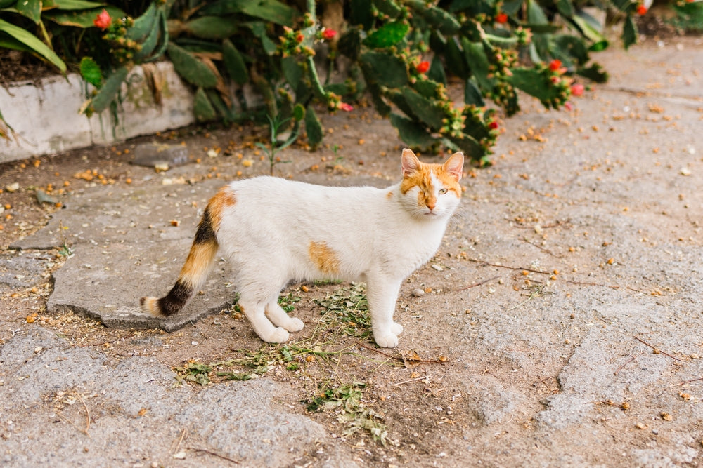 Eye Removal in Dogs and Cats: Enucleation and Recovery