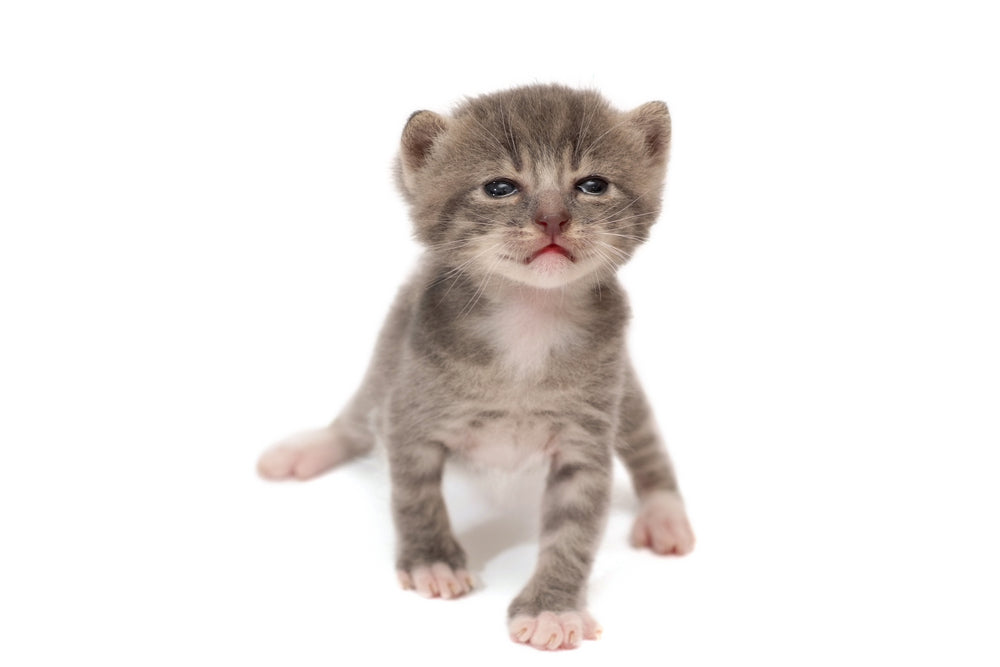 Fading Kitten Syndrome: Warning Signs and What to Do