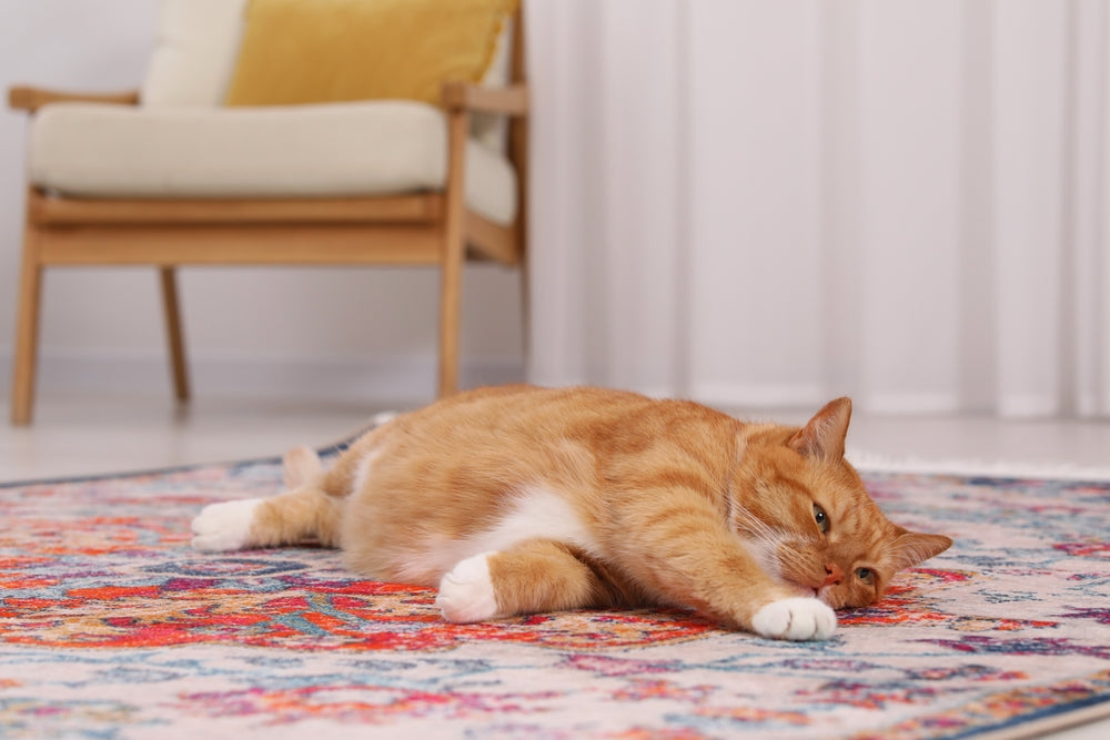 Fainting in Cats Vet Guide 2025