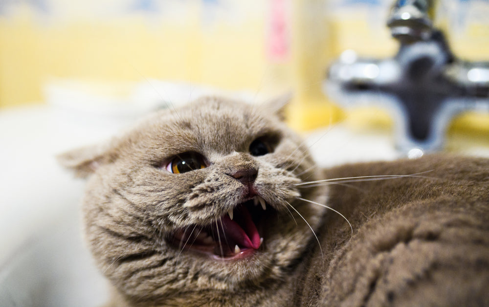 Fear Aggression in Cats: Signs, Causes and How To Help