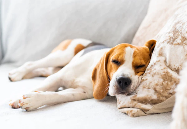 What Should You Feed a Dog with Suspected Food Allergies?
