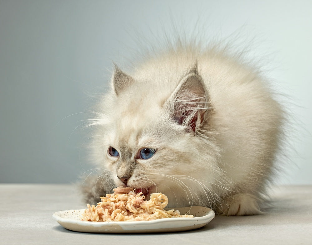 Feeding Kittens 101 – Vet Advice 2025 🐱🍽️