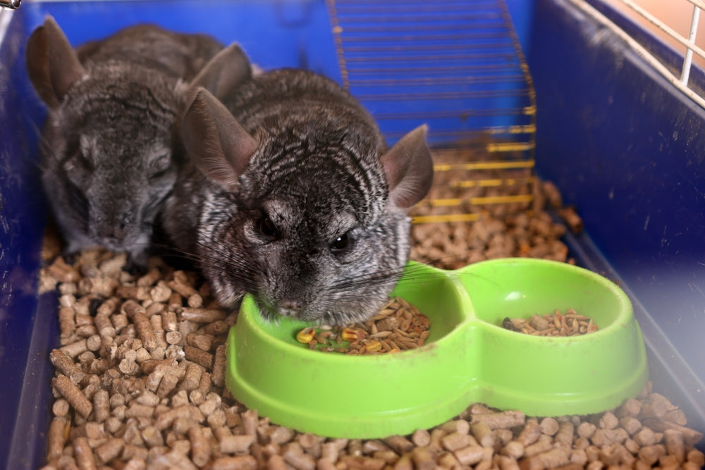Feeding Young Rabbits, Guinea Pigs and Chinchillas