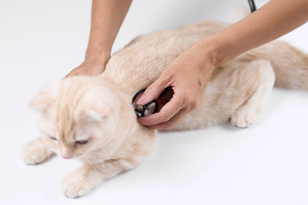 Feline Aortic Stenosis: Vet Guide 2025 🐱💓🔍