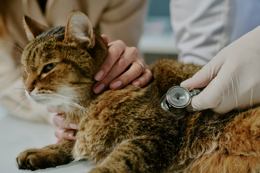 Feline Atrial Fibrillation & Flutter: Vet Guide 2025 🐱❤️⚡