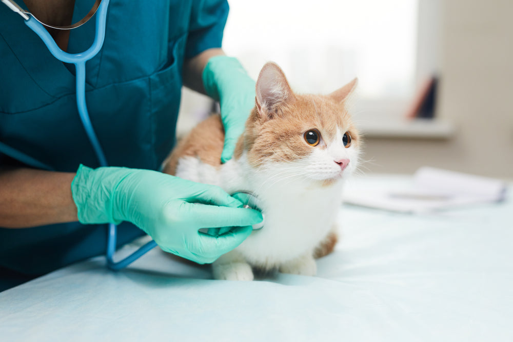 Feline Atrial Standstill: Vet Guide 2025 🐱💤⚠️