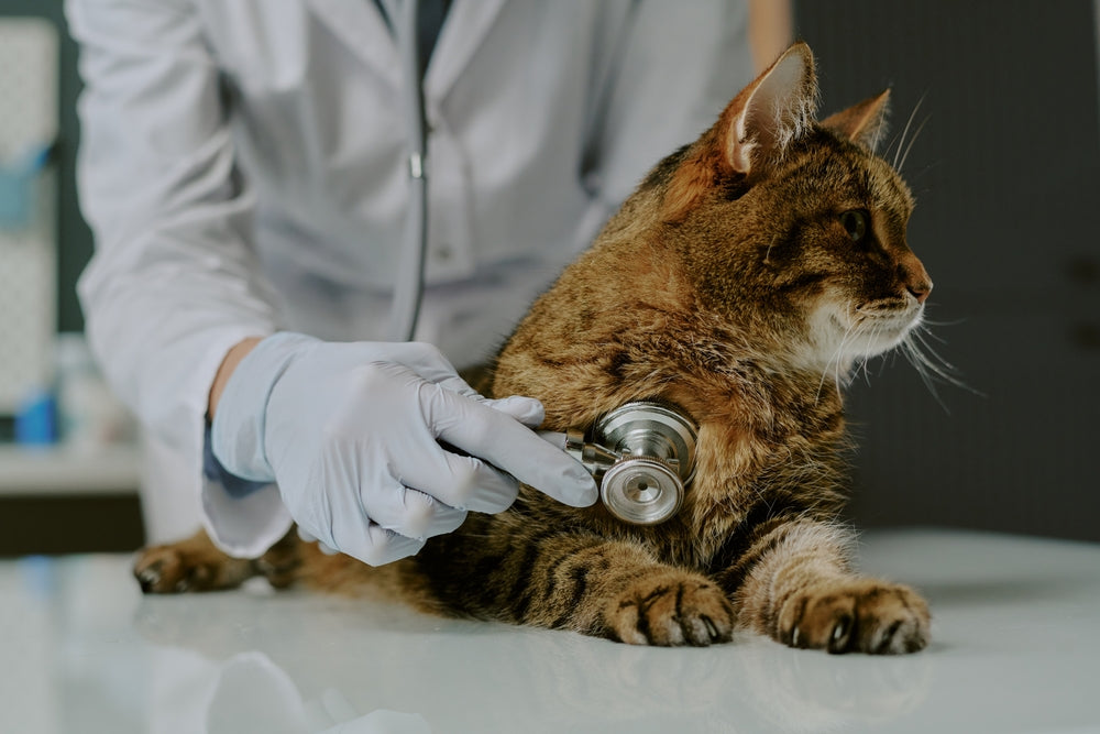 Feline Atrioventricular Valve Dysplasia: Vet Guide 2025 🐱🩺🔧