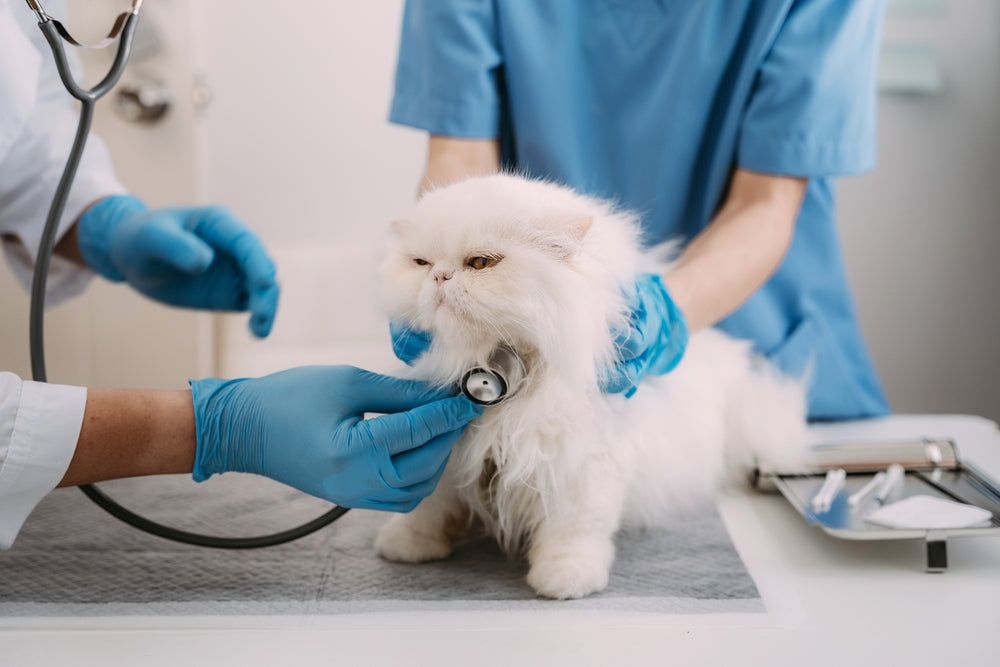 Feline Atrioventricular Valvular Stenosis: Vet Guide 2025 🐱🩺🚫