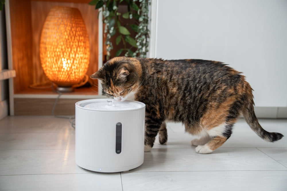 Feline Azotemia & Uremia: Vet Guide 2025 🐱🩺💧