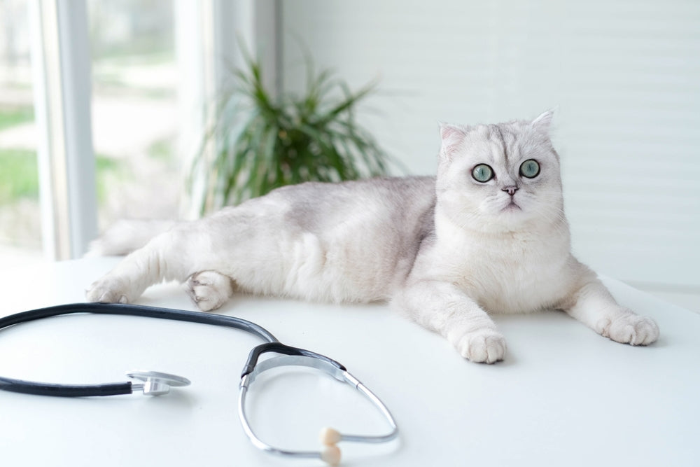 Feline Cardiac Hemangiosarcoma: Vet Guide 2025 🐱💔🩺