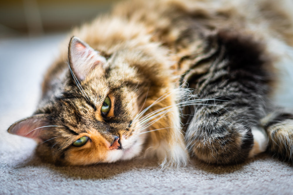 Feline Complete Atrioventricular Block: Vet Guide 2025 🐱❤️⌛️