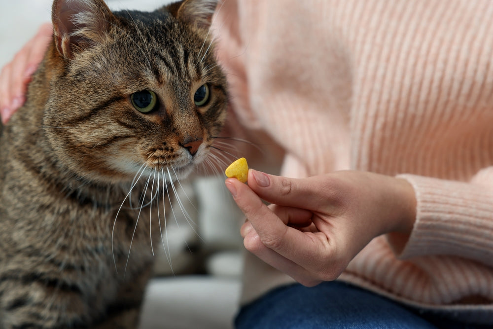 Feline Digoxin Toxicity: Vet Guide 2025 🐱⚠️💊