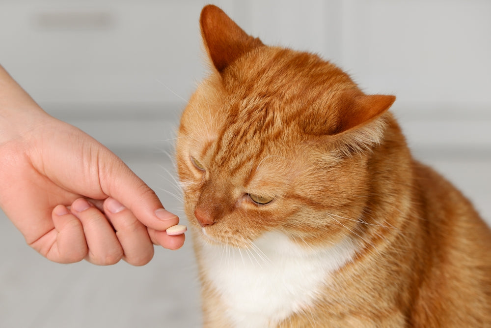 Feline Digoxin Toxicity: Vet Guide 2025 🐱⚠️💊